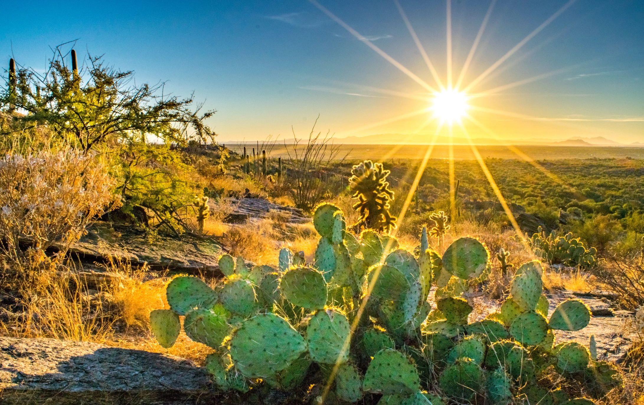 Cactus on Hill Overlooking the Sonoran Desert at Sunset